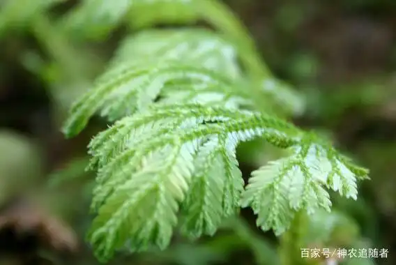 中药古今研究:地柏枝