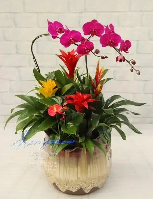 蝴蝶兰凤梨红掌组合盆栽盆景礼品花卉春节送礼开业乔迁
