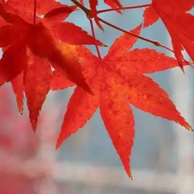 秋天红叶头像秋天的枫叶头像图片大全