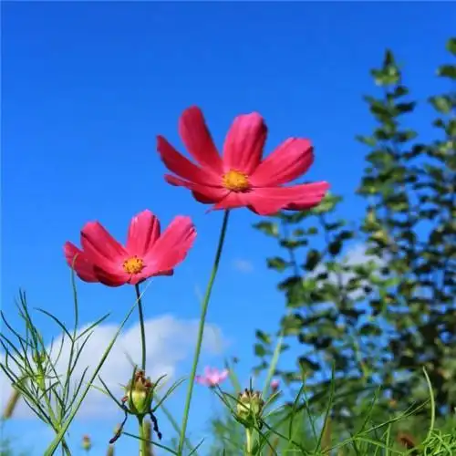 唯美格桑花头像图片