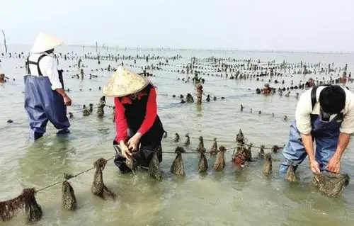 人保财险签珍珠贝养殖风力指数险_中保网