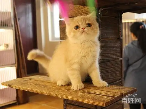 青岛纯种长毛短毛波斯幼猫宝宝多只出售 多窝可选公母