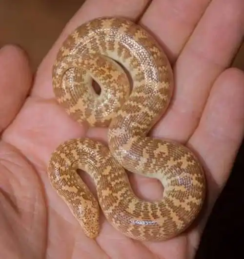 最迷人的最危险小眼睛的阿拉伯沙蟒画风超搞笑