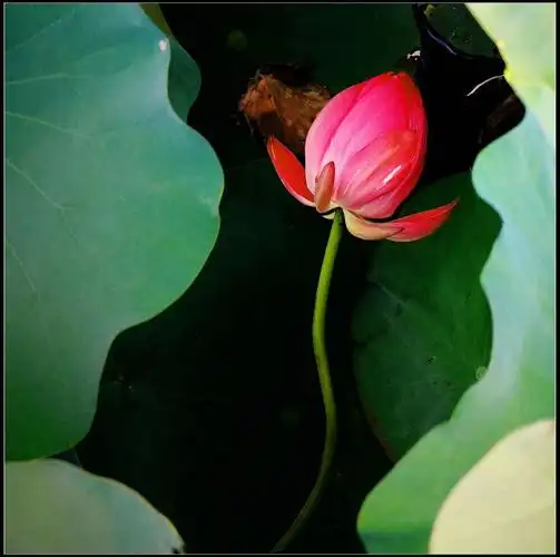 《2020-荷塘印象》王淳荷花摄影作品展