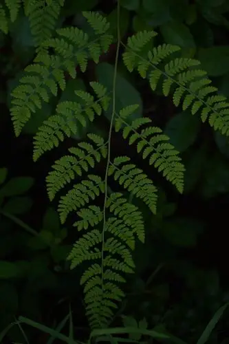 墨绿- 阿木159153897249654 - 图虫