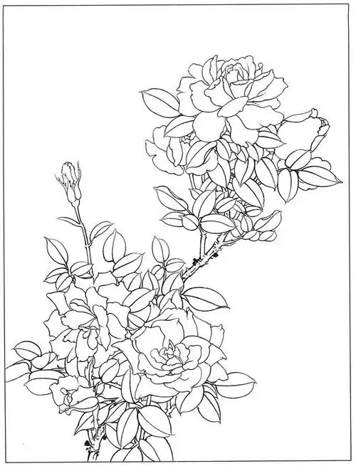 工笔白描 月季花 23幅!喜欢的收藏关注