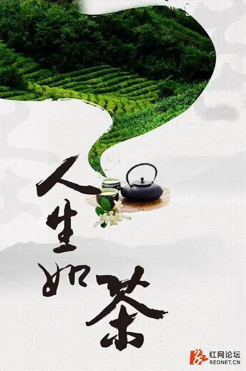 茶悟人生人生如茶