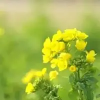 春意盎然的春天风景头像_微信头像图片大全