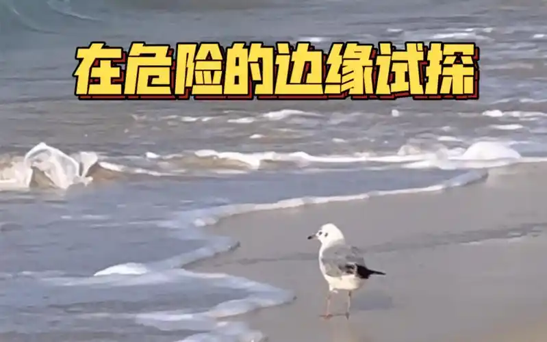 在危险的边缘试探?