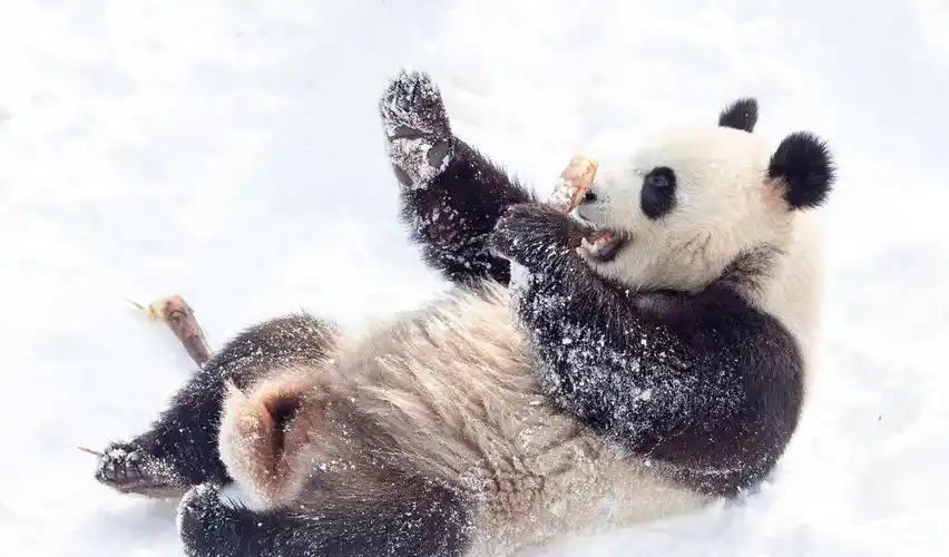 迄今所发现的最古老大熊猫成员——始熊猫的化石出土于中国云南禄丰和