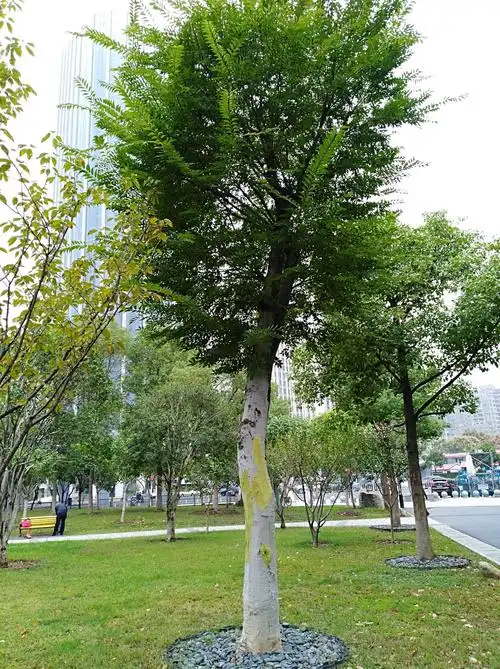 其貌不扬的树——朴树