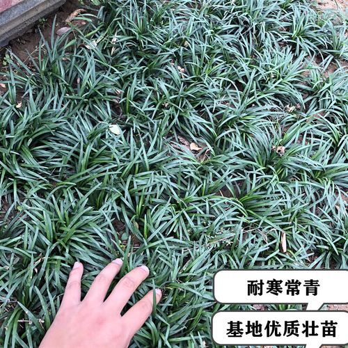 刘不丁矮麦冬草 玉龙草 小麦冬草 麦冬草苗 植物 正宗日本矮麦冬 矮