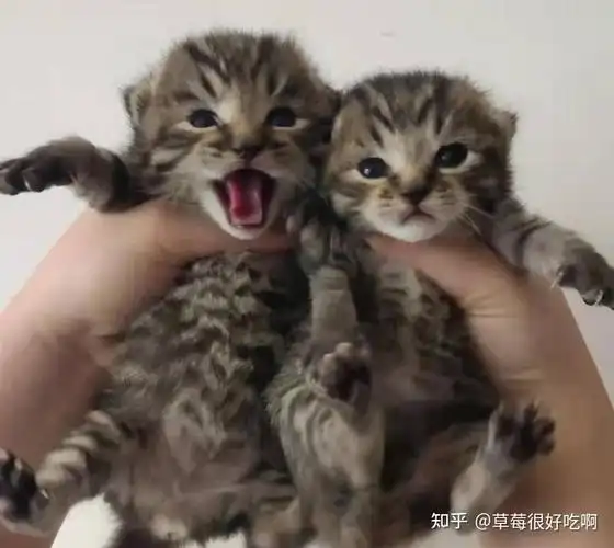 英短蓝猫和狸花猫配种会生出什么样的猫啊求上图