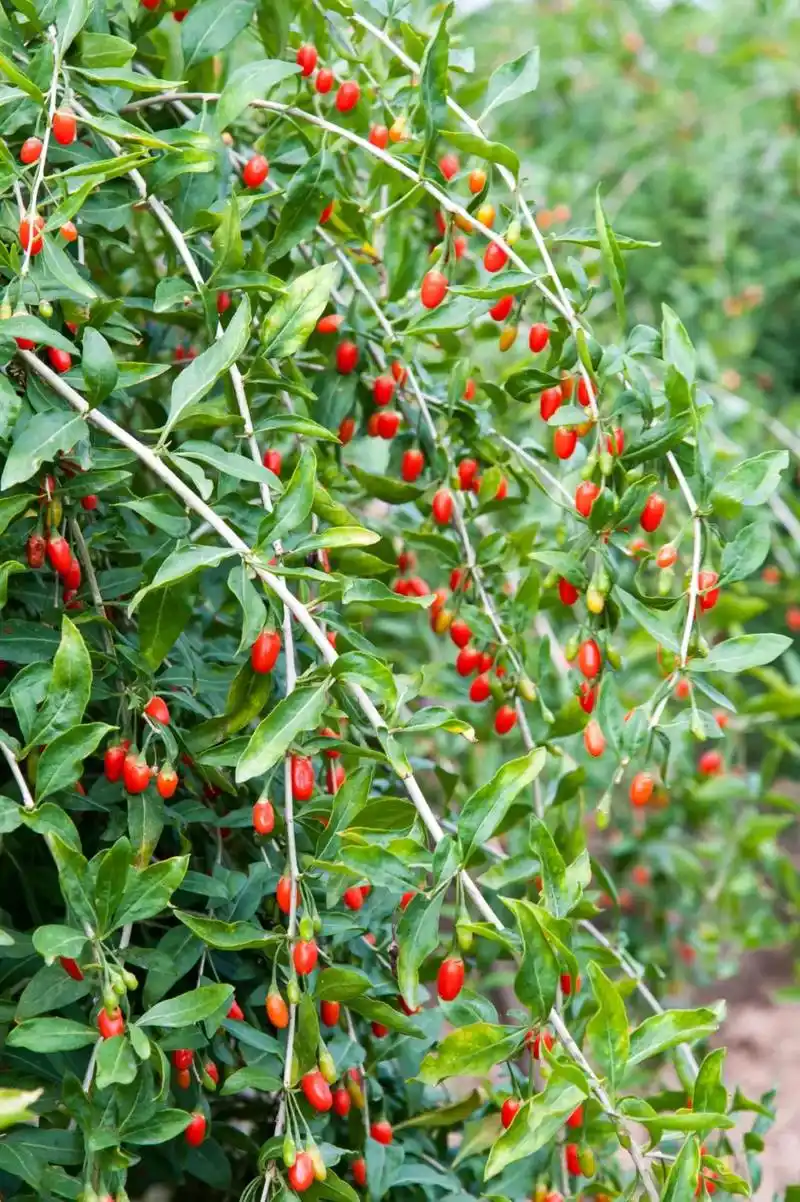 枸杞,茄科植物枸杞的成熟果实.
