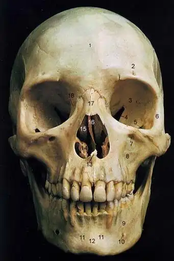 高等级 建模三视图_你转身我下楼作品_角色/人物/生物_cg模型网