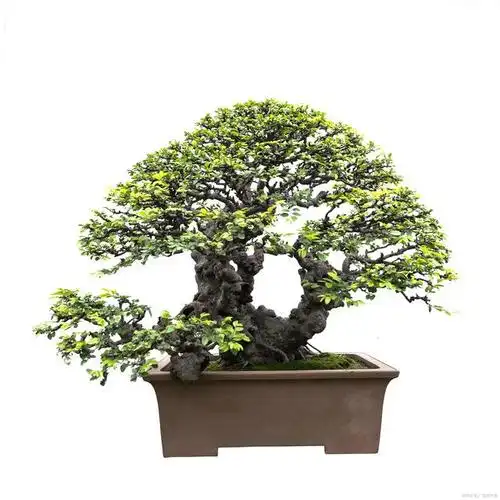 朴树是一种生长迅速的落叶乔木,树干粗壮,枝叶繁茂,树皮灰色,叶子呈