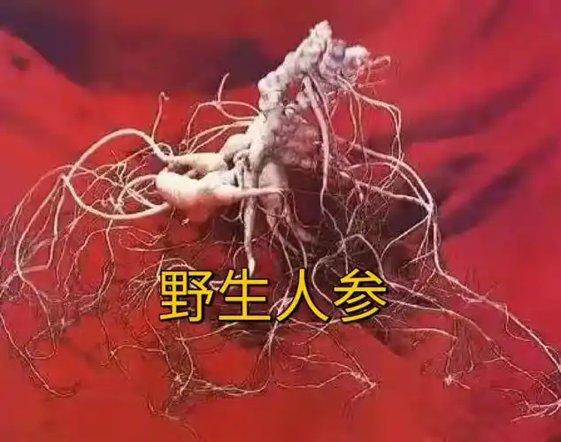 你真的了解人参嘛那你知道它的种类嘛