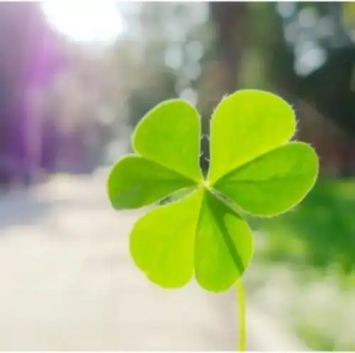 树叶头像图片一片树叶的微信头像