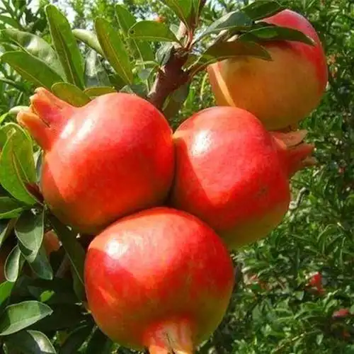 5公分石榴树图片5公分石榴树品种