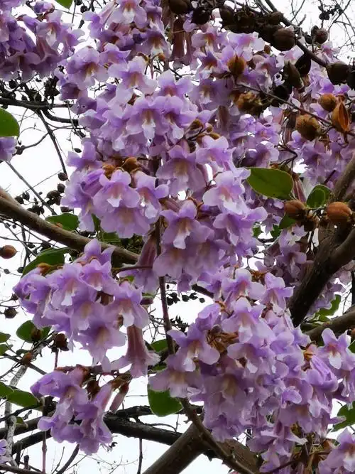 梧桐花大道,一条亮丽风景! - 花粉随手拍风光 花粉俱乐部