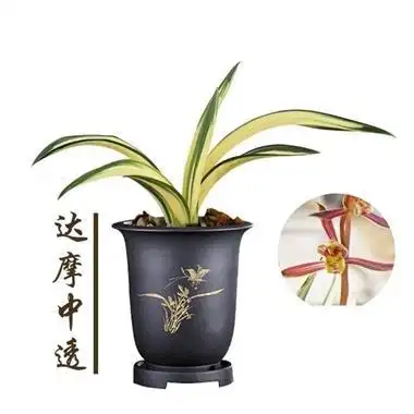 墨兰- 达摩中透 1苗 熟草 - 中国兰花交易网