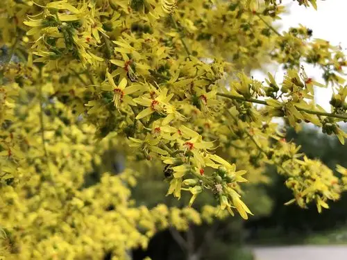 艳丽的栾树花北京奥森
