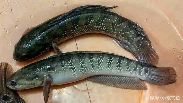 江西吉安的野河中发现罕见的七星鱼,为何极少有人钓到它?