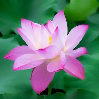 荷花头像易姓 头像图片大全 -【爱个性】