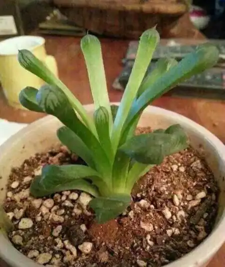 搞笑多肉徒长图片——丑成这样你认真的吗