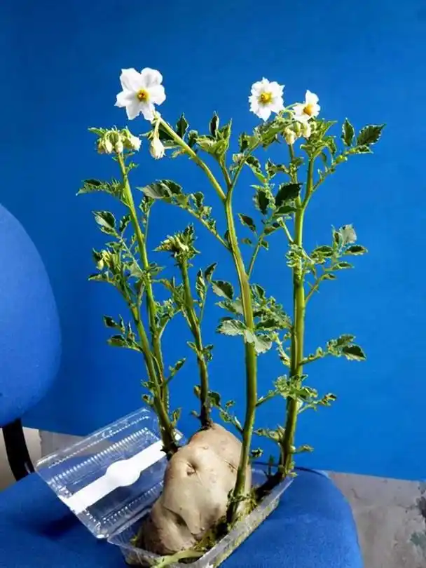 现在的人太聪明,土豆发芽了也不扔,埋盆里养成小盆栽,开花真美