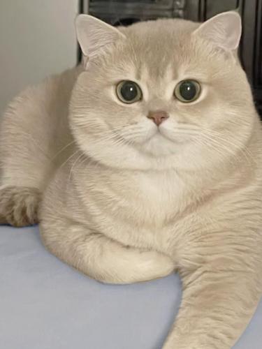 英短蓝金渐层幼猫纯种赛级蓝金矮脚血统活体宠物猫咪幼崽铲屎公社