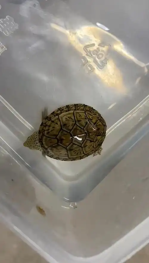 【巨头麝香龟】价值6张毛爷爷的小豆丁你们知道拉丁学名直译什么意思