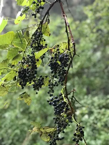 惊喜采摘野葡萄