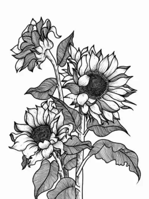 线描花卉向日葵过程视频来咯