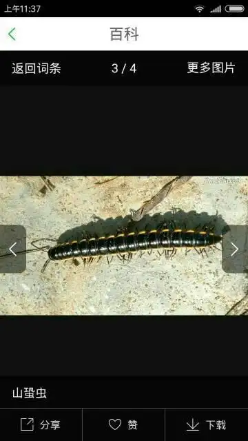 谁认识这个小虫子啊?