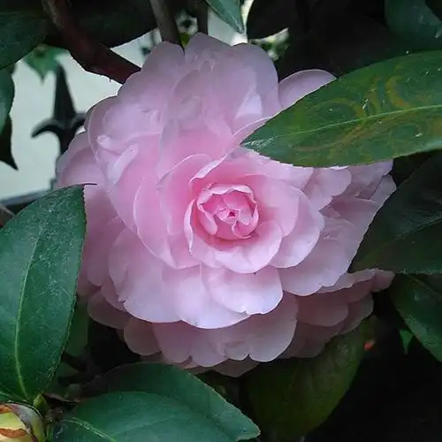 维吉尼亚乌马克(乌马克)_金华米可苗木有限公司-米可茶花,小苗,金华