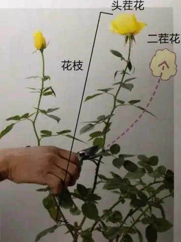 正确的月季花后修剪让你的月季快速复花生长
