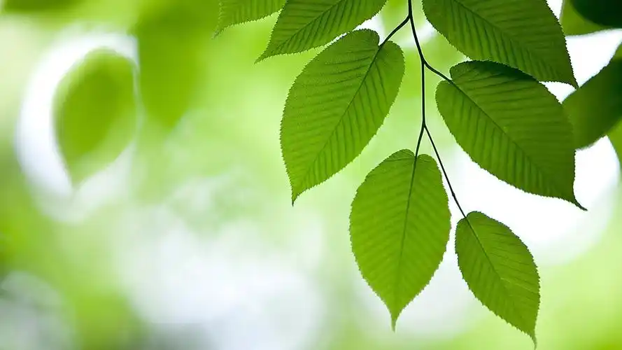 护眼壁纸【93】(小清新静态壁纸) - 静态壁纸下载 - 元气壁纸