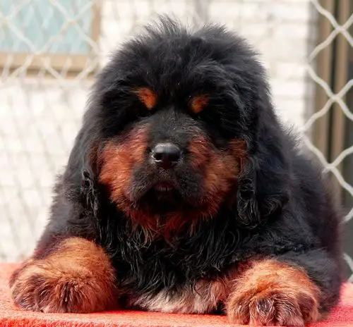 藏獒幼獒 山西德胜獒园 --藏獒信息网