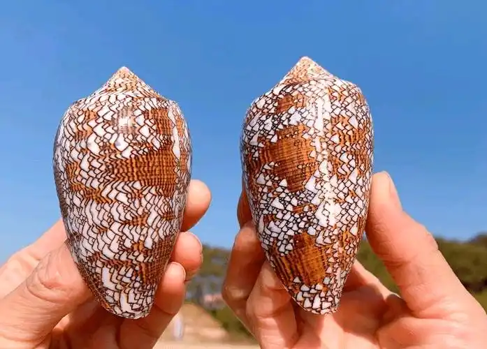 鸡心螺:螺中毒王,一只能毒死一桌人_海螺_毒素_海洋生物