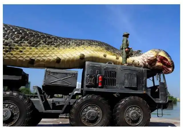 世界上最大的蛇有多大?长14.85米,重447公斤的桂花是真的吗?_网易订阅