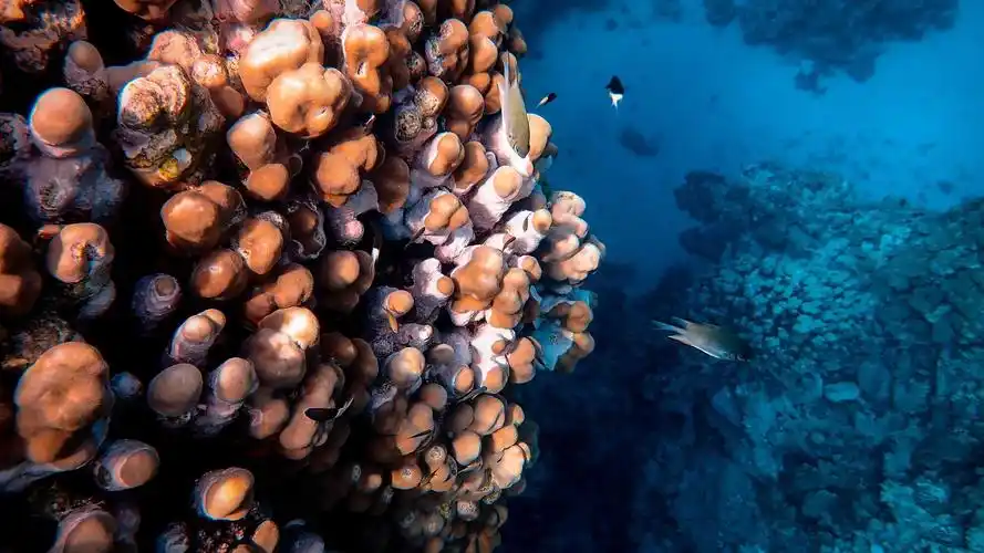 最漂亮的海底世界图片壁纸