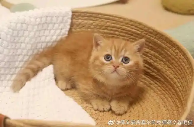 橘色矮脚 妹妹  圆嘟嘟小话痨#曼基康矮脚猫