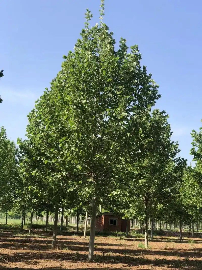 常年供应 3-20公分北美系列海棠 3-25公分原生冠 速生法桐