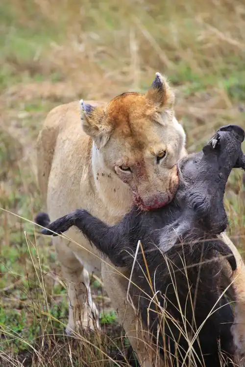 狮子猎食 - 自然类-摄影大赛2016 - 国家地理中文网