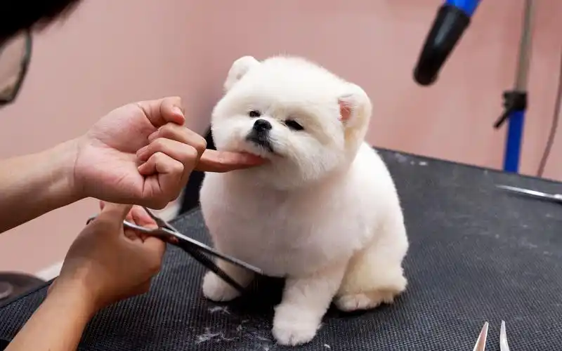 超可爱博美第一次来店里洗澡剪毛,中间舒服的都要睡着了_哔哩哔哩