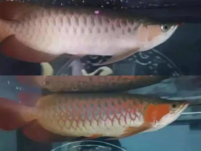 龙鱼发色和回色,是怎样的渐进过程?