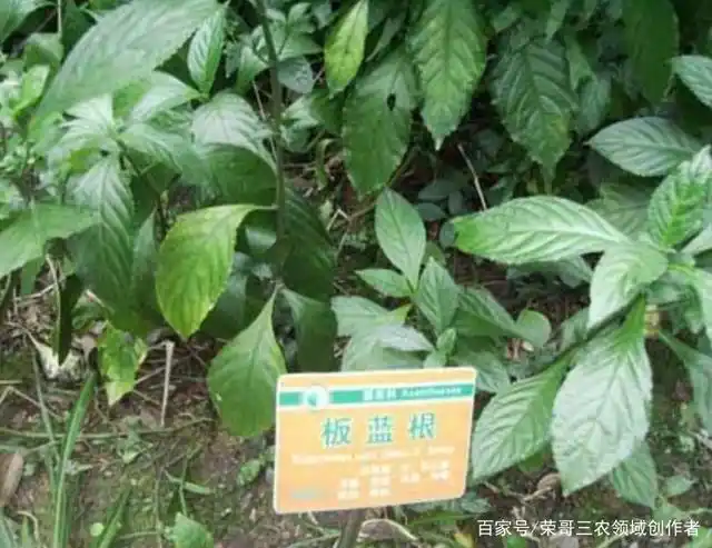 板蓝根种植前景怎么样?种植成本与利润如何