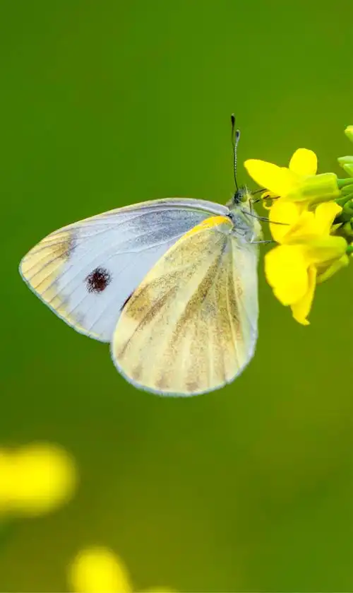和蜻蜓,蝴蝶来一场美丽邂逅
