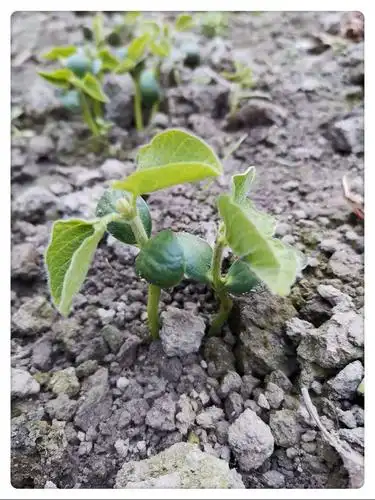 黄豆生长记!(钟安淇)